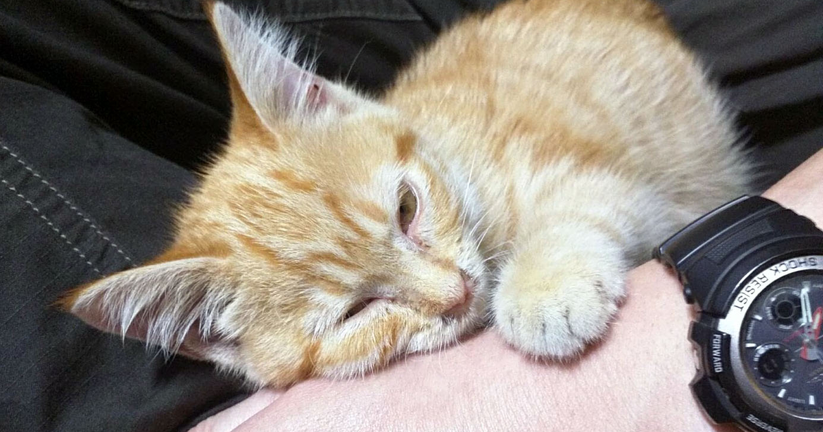 Icon for md.remobra.org